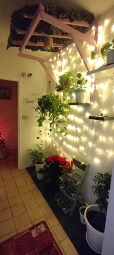 una stanza con piante in vaso su un muro con luci di INTERO APPARTAMENTO catania policlinico a Gravina di Catania