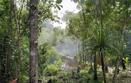 a forest with trees and a river in the distance at Marwes Homestay in Selebam