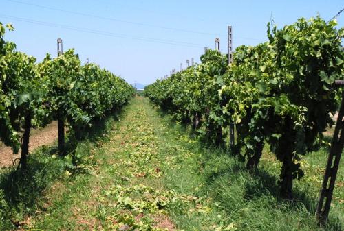 a row of trees in a vineyard at Corte Bussari in Arquà Polesine