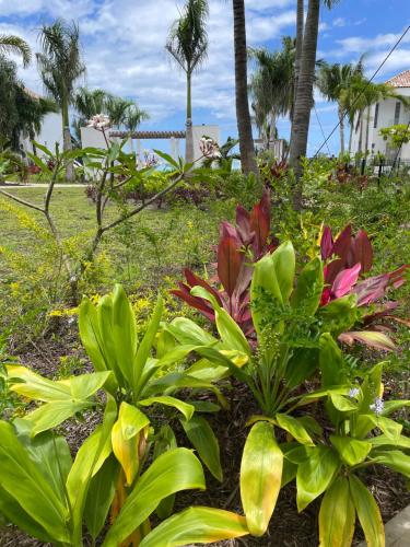 Un jardín fuera de Ananahi plage