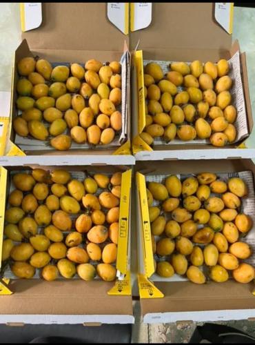 four boxes of lemons and oranges on a shelf at 長徳寺宿坊　Temple Hotel in Shingu