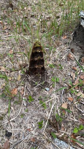 a rock sitting on the ground in the grass at 長徳寺宿坊　Temple Hotel in Shingu