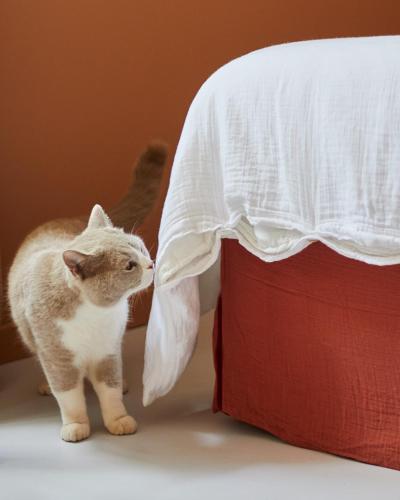 a cat is standing next to a red pillow at Petit coin de paradis avec jardin privé et piscine in Saint-Maximin-la-Sainte-Baume
