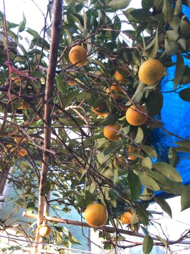 an orange tree with lots of oranges on it at Старый дом! in Chakvi