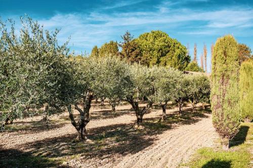 Une rangée d'oliviers sur un chemin de terre dans l'établissement VILLA DE LA ROQUE, à Eygalières
