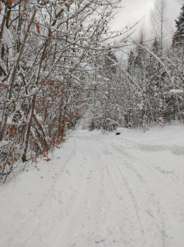 a snow covered road with trees on the side at Apartament Buczyna in Brenna