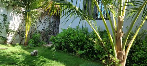 a group of monkeys in the grass near a palm tree at Villa Massai avec piscine au cœur de Saly in Sali Nianiaral