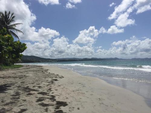 a beach with a palm tree and the ocean at Les Lauriers du Rocher 1 in Le Diamant