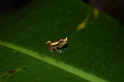 a small frog sitting on a green leaf at Portal del Sol in Villagarzón