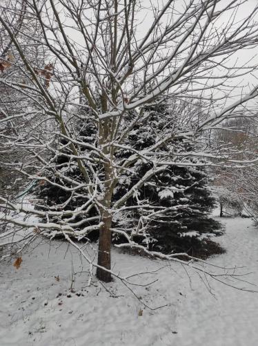a tree covered in snow in a snow covered park at Penzion Kosky in Hamr
