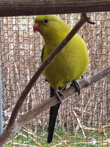 a yellow bird is sitting on a branch at Penzion Kosky in Hamr