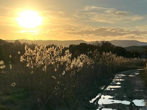 a sun setting over a river with grass and flowers at Molino della Tuoma in San Quirico dʼOrcia
