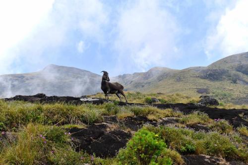 a goat walking on a hill with mountains in the background at Moon Wings Mountain Resort, Kanthalloor in Kanthalloor