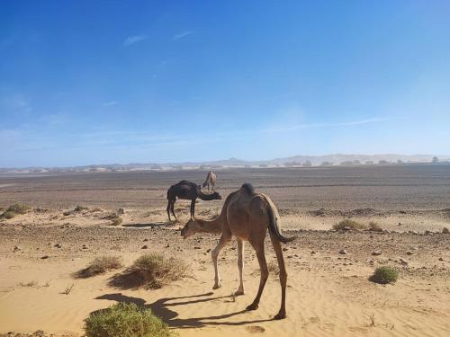 two camels and a baby camel in the desert at Hôte sahara & spa TADIGHOUST in El Hara