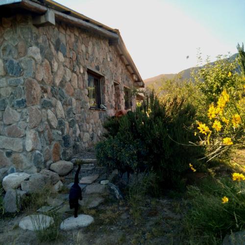 un gato parado frente a un edificio de piedra en Refugio de Montaña "Casa Chakana " en Luján de Cuyo