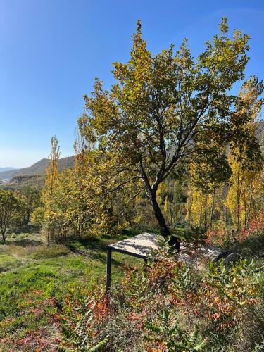 a bench under a tree in a field at Lady and Bear GH in Sǝrdakhar