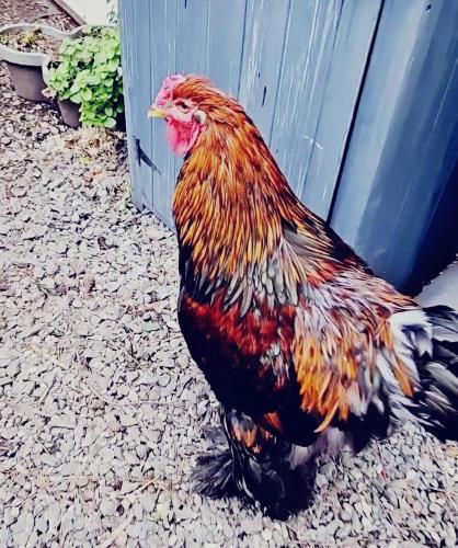 ホームステイの敷地内または近くにいる動物