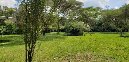 a tree in the middle of a field of grass at Boma Park Outdoor Event Space in Nairobi