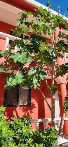 a tree in front of a red building with a window at Villa KIKI Ensenada in Punta Rucia