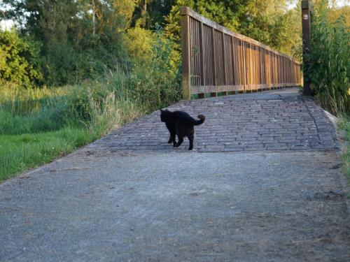 a black cat walking on a brick road at Gasthuus Ulenhoff in Westoverledingen
