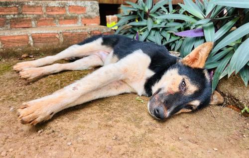 a dog laying on the ground in the dirt at Ratanakiri Farmhouse & Trekking in Banlung