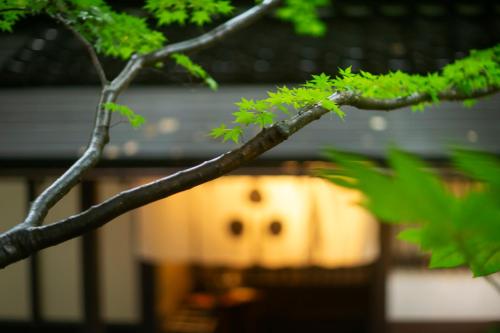 a branch of a tree with a yellow object in the background at 川魚・山菜料理　和田屋 in Hakusan