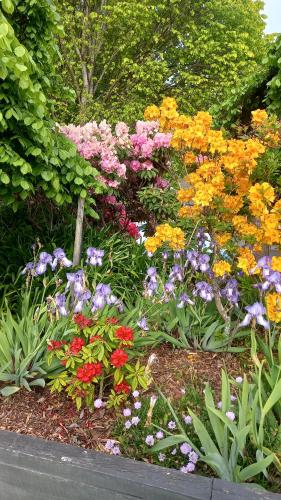 un jardín de flores coloridas en un jardín en Northwood Motor Lodge, en Christchurch