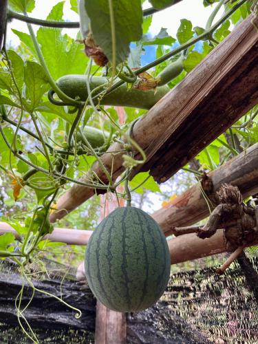 a green melon hanging from a plant at Ratanakiri Farmhouse & Trekking in Banlung