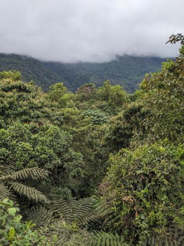a lush green hillside with trees and clouds in the background at GOLDEN TREE MINDO ECO-LODGE in Mindo