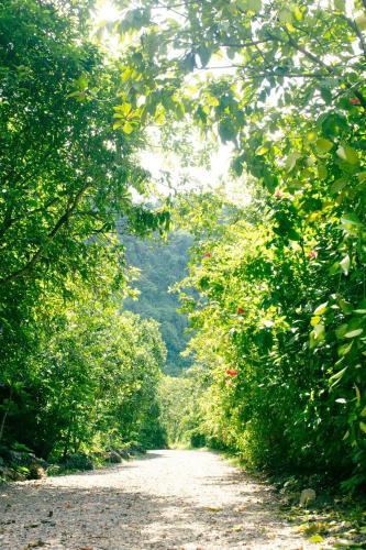 a dirt road with trees on both sides at Thung Nham Resort in Ninh Binh