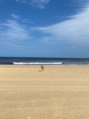 a dog walking on a beach near the ocean at Hervey Bay Flashpackers in Hervey Bay
