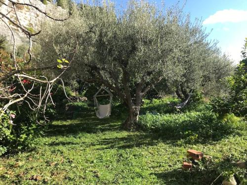 an olive tree in the middle of a field at the garden among lemons in Scicli