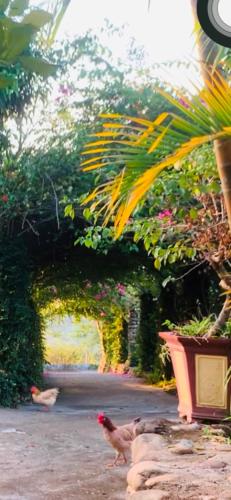 Κήπος έξω από το Homestay Nhà của Mị - Mị's House