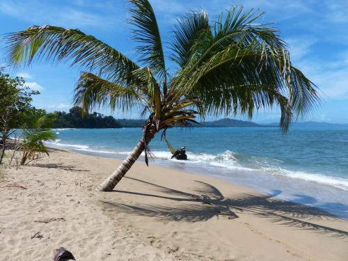 a palm tree on a beach with a man in the water at Hotel El Colibri Rojo - Cabinas - Le Colibri Rouge in Cahuita