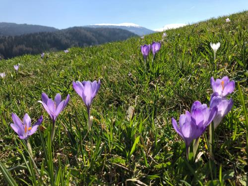 a group of purple flowers in a field of grass at Ferienhaus Lärchenhütte in Kasperle