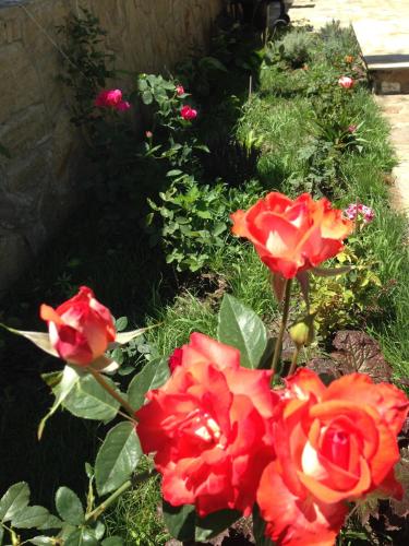 a group of red roses in a garden at Zapovedni Rai in Primorsko