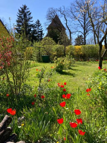 un jardín con flores rojas en la hierba en Villa Kunterbunt: Urgemütlich und fast perfekt, en Hohen Wangelin