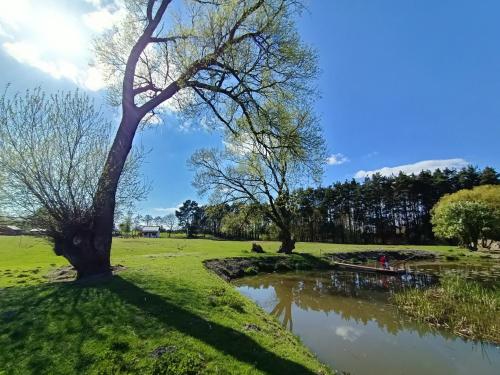 a tree and a pond in a park at Smocze Ranczo 3 in Ośno Lubuskie