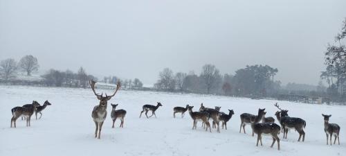 a herd of deer standing in a snow covered field at Smocze Ranczo 3 in Ośno Lubuskie