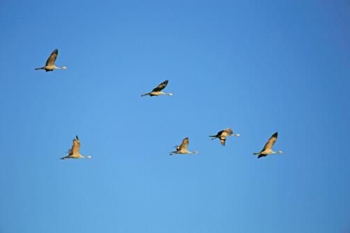 ロッジの敷地内または近くにいる動物