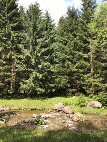 a stream in the middle of a field with trees at Trei Tulnice in Rau Sadului