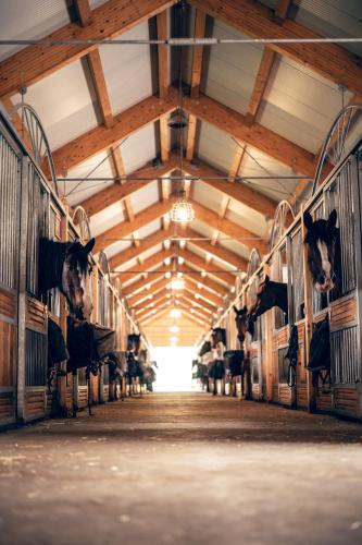 a barn filled with cows in stalls at Apartmán-Hotel Jítravský Dvorec in Rynoltice