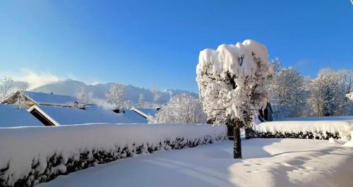 a tree covered in snow in a yard at Ferienwohnung Geierstein in Wackersberg