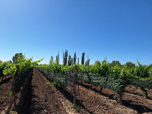 Κήπος έξω από το Escapada Exclusiva en Finca con Viñedos y Olivares Relájate en la Naturaleza con Confort y Encanto