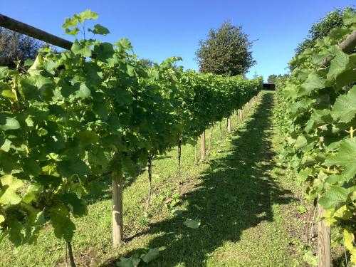 a row of grapes in a vineyard at Ferielejlighed til 2 personer in Ebeltoft