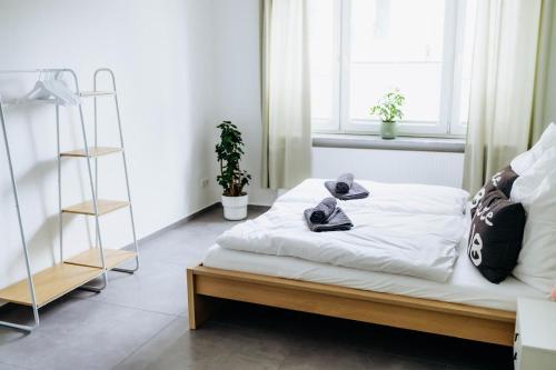 misia siedzącego na łóżku w pokoju w obiekcie PAKITO: Kassel Zentrum - Balkon - Geräumig - Modern w mieście Kassel