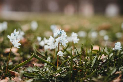 a group of white flowers in the grass at Schneiders Ferienwohnung 5 in Braunshausen