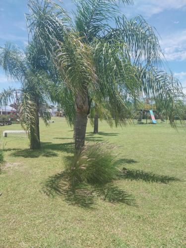 two palm trees in a field of grass at HANAKOTOBA El lenguaje de las Flores in Chajarí
