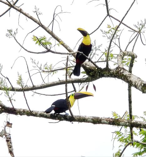 two birds perched on a tree branch at Flora Glamping de Abuela in Fortuna
