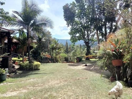 a yard with palm trees and a view of the ocean at villa saturia in Ráquira